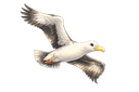 Albatros